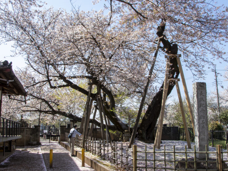 国の天然記念物「石戸蒲ザクラ」を見に行ってきた