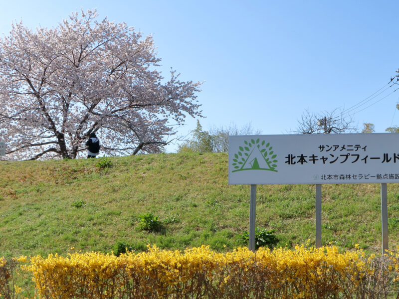 北本キャンプフィールドの桜を見に行ってきた