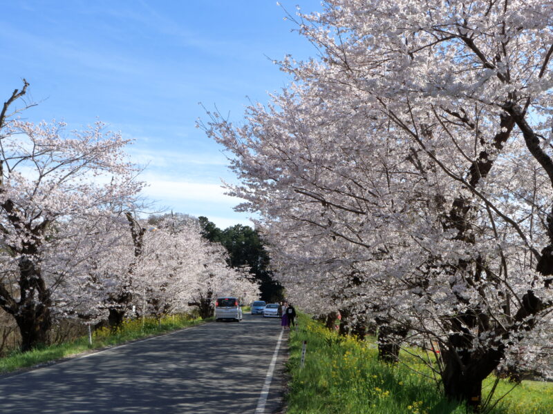 「城ヶ谷堤」の桜並木は出店も出ていてにぎわってました