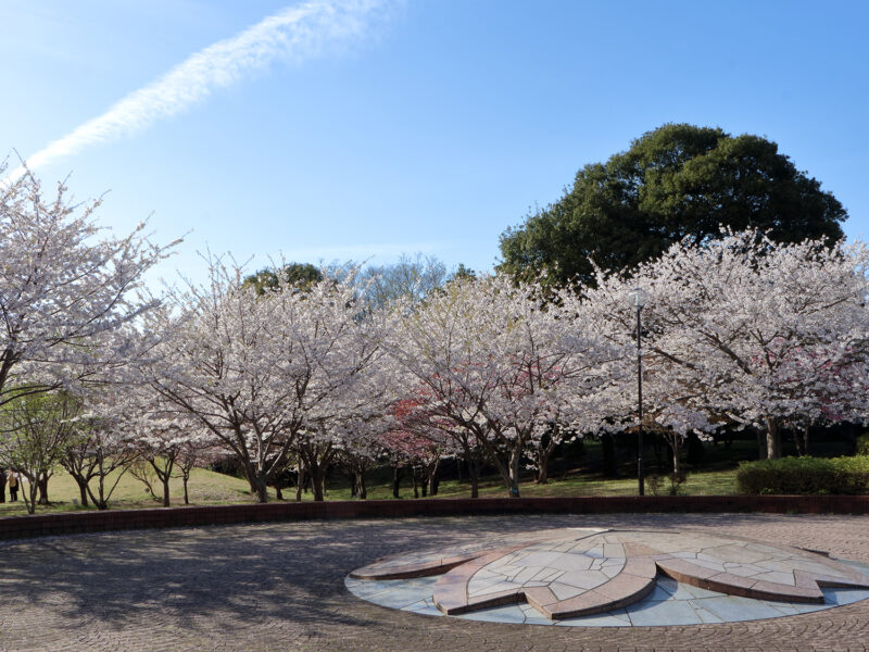 高尾さくら公園は花見客がいっぱい